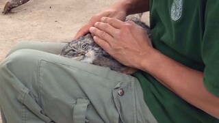 Pallas Cat: Are You Done? I’m in a Hurry!