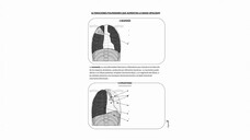 XHHH de la topográfía del torax