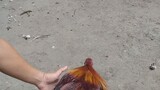 Cockfighting/Sabong
