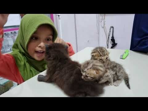 Main Sama Anak Kucing
