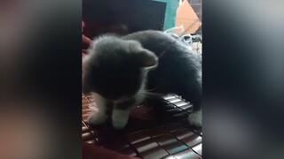 chân tuy ngắn nhưng bất chấp hết luôn 🤣🤣🤣🤣meocute cutecat catlover foryou meovat