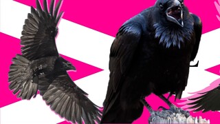 HIP MEME, but Big Raven (Quạ)