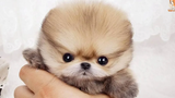 Sweet Mini Pomeranian | Funny and Cute Pomeranian Videos #3 | CuteVN