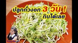 ปลูกถั่วงอก 3 วัน กินได้เลย : How to grow mung bean sprouts within 3 days l Sunny Channel