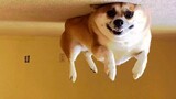 Funniest Cats and Dogs – Awesome Funny Animals (2020)