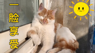 看猫咪晒太阳舔毛也是一种心灵的治愈！