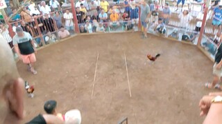 2wins cockfights sa tilapas linamonldn