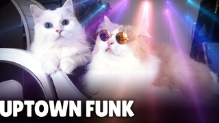 มาร์ค รอนสัน - Uptown Funk (Cover By Cats) ft Bruno Mars กิตติซอรัส