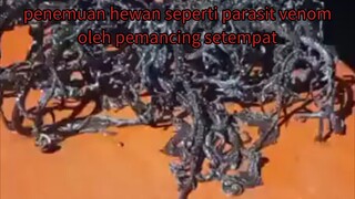 hewan deperti parasit yang ada di film venom tertangkap oleh nelayan