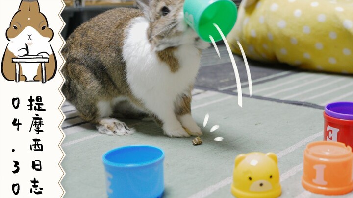 陪伴,玩具,食物,兔兔的快乐就是这么简单【提摩西小队】