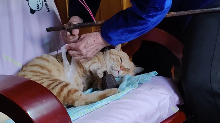 《当你的奶奶想称一下每天蹭吃蹭喝蹭住的流浪猫有多重》