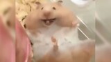 [Animals]Happy daily life of a lovely hamster