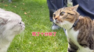 笑死 谁家猫猫打架还吊威亚？