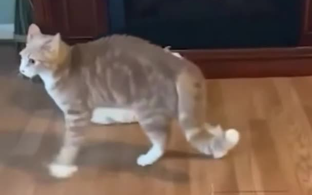 Kucing: Lantai rusak macam apa ini? ?