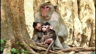 Beautiful Baby Monkey Jody Super Good Luck, Baby Jinx Follow Baby Jody Under Mom Jane