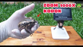 ZOOM 1000X: KODOK, MASKER, UANG & PASIR PANTAI