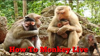 How To Monkey Live At Bayon Temple​In Cambodia, Look Their Living Is Very Meaningful