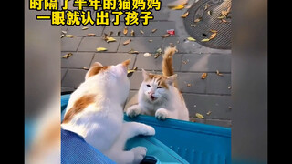 这个冬天会遇到心软的神吗，流浪猫的心酸时刻