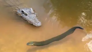 The Crocodile Was Instantly Killed By The Eel