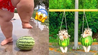 Funny and Cute Dog Pomeranian 😍🐶| Funny Puppy Videos #181