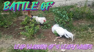 LEAP WARRIOR GF'S LEAPY WHITES   SPAR!!