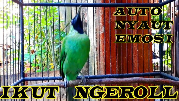 Auto Emosi Nyaut Ijonya Dengar Ijo Gacor Ngeroll Panjang...!!!