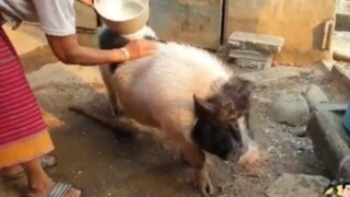 น้องรวยหมูอ้วนฉลาดหรอ ๑ #น่ารัก #สัตว์ #สนุก