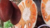 Trái mít vỏ đỏ múi cam, Mít quý Tộc giá trị hàng triệu đồng | LT Review
