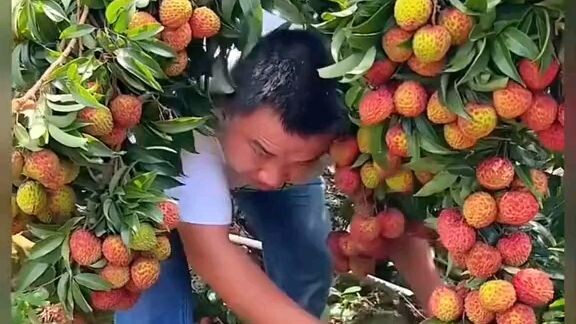 fruits