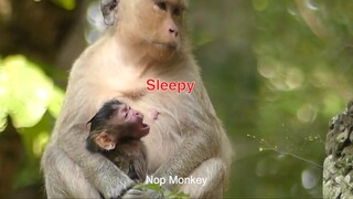 Newborn Jilla So Exhausted With Mom Milk, Baby Monkey Jilla Open Big Mouth Because Sleepy