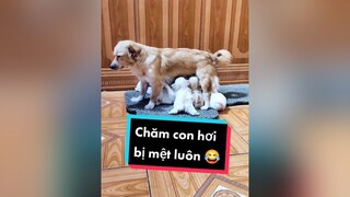 Mệt ghê luôn. Haha. cunyeucuadua chó chócon chókhôn chócute xuhuong fyp