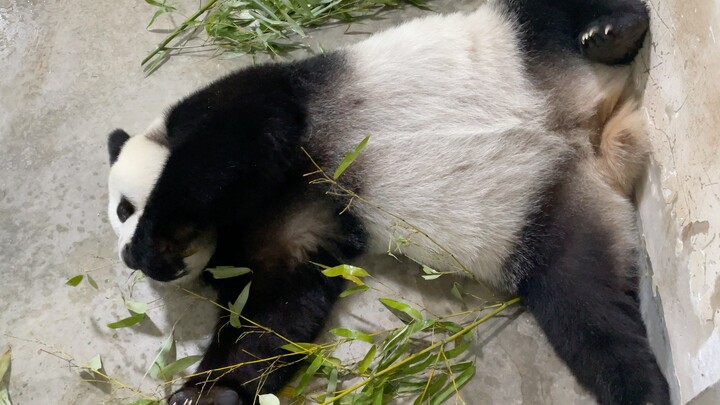 Animal | Cute Panda Eating Bamboos In Strange Pose