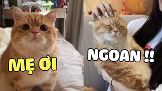 Nhà có một bé mèo mập thích làm nũng 😘. | Pets TV