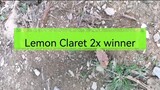 Lemon Claret 2x winner sparring