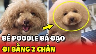 Bé POODLE bá đạo đi từ lầu 6 xuống lầu 1 chỉ với 2 CHÂN TRƯỚC 😲😲 | Yêu Lu