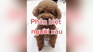 Con nghe nói mấy người đi Exciter hay câu trộm chó 😆😆😆 HatDe TeamHatDe DogTraining doglover Dog 멍멍이 강아지 ThuCung