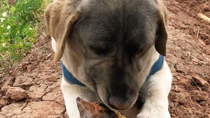 The most well-fed Labrador on the Internet wanders around the village’s vegetable plots every day to