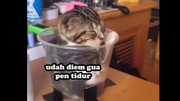 lagi enak"nya tidur, di ganggu😑