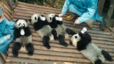 You Can't Imagine the Happiness of Pandas!