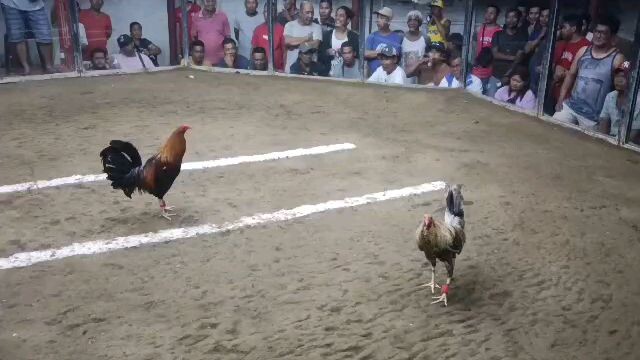 #superbulikbattlestamina🦅