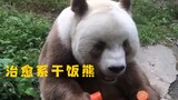 “130秒熊猫干饭原声，治愈解压极度舒适！”