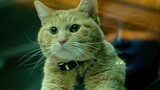 Binatang pemangsa asal: Saya benar-benar kucing oranye yang lucu, dan saya baru saja menelan kubus R