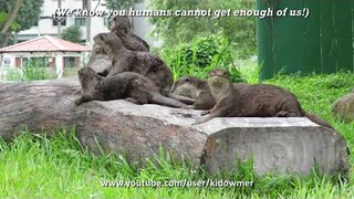 Enchanting Adorable Singapore OTTERS!