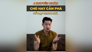 4 nguyên nhân chó hay cắn phá đồ đạc trong nhà petonesaigon tuitienpet petnhatrang dcgr