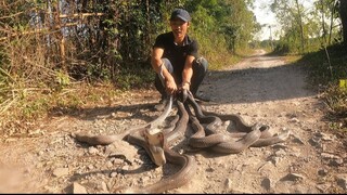 Kinh Hoàng Phát Hiện Ổ Rắn Hổ Mang Lúc Nhúc Trong Nhà Hoang| Săn Bắt Ẩm Thực Vùng Cao