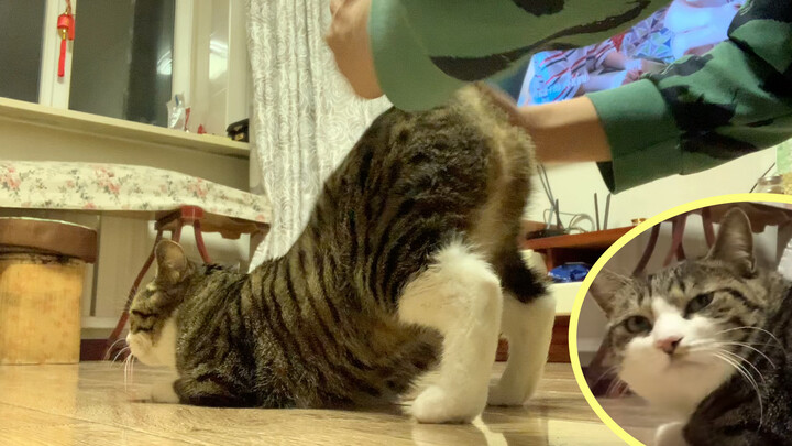 [Cats] Caressing My Cat's Butt And Its Reaction Is Priceless