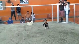 Pinag tatawanan nila ang Mayahin ko dahil Sakang.NCA Oriental Mindoro.2 Cock Derby