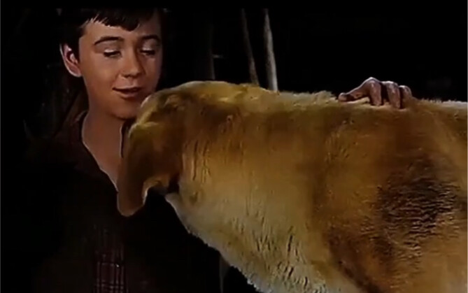 A boy adopted a stray dog. The dog saved his life many times, but the ending was very heartbreaking.