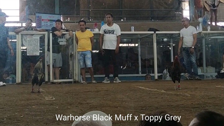 Warhorse.Black x Toppy Grey #cyzapwinningstrike #venividivici