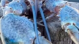 bluelobster